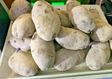 PATATE VIOLA BERGERAC