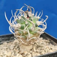 Turbinicarpus schmiedich ssp - schmiedich.,
