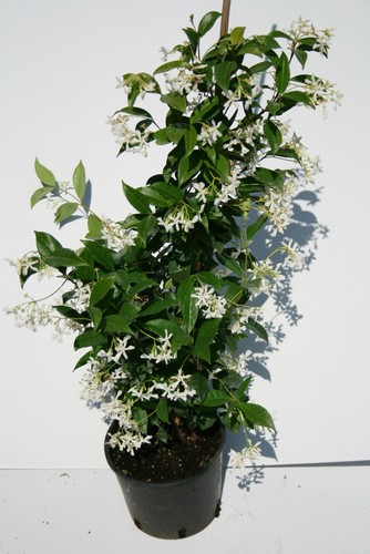 Falso gelsomino rhyncospermum - falso,