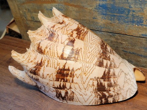 Rare beautiful giant seashell - beautiful,