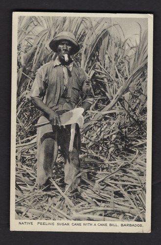 1933 barbados cartolina canna - 1933,