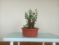 BONSAI CRATAEGUS