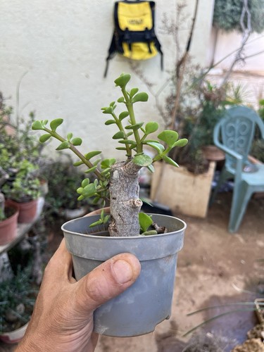 Bonsai pre portulacaria - bonsai, pre.
