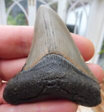 Megalodonte Dente (Faint