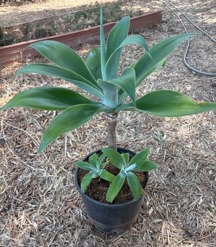 Agave attenuata pianta - agave,