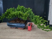 bonsai ginepro procumbenz 25