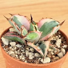 Agave titanota 'Black and