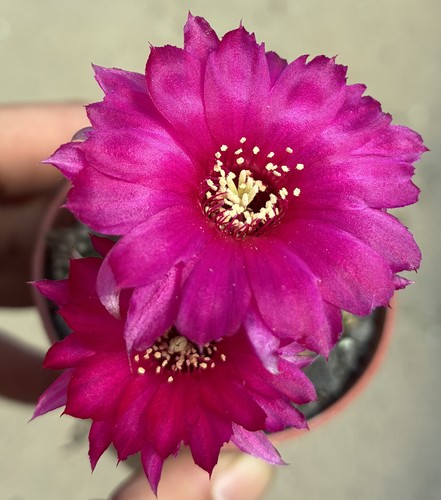 Chamaecereus hybrid pink - chamaecereus,