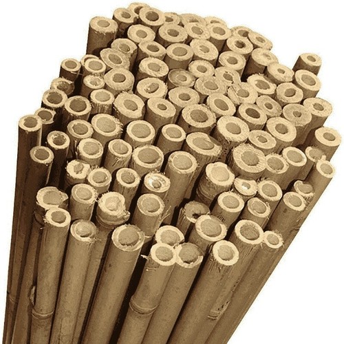Canne bamboo thai - canne,