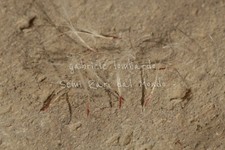 GIANT AIR PLANT - TILLANDSIA