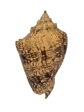 Conchiglia Shell VOLUTA EBRAEA