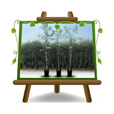 Olivi Taggiasca olive da