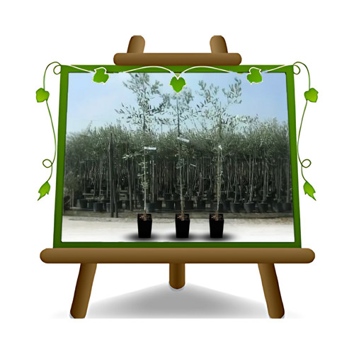 Olivi taggiasca olive - olivi,