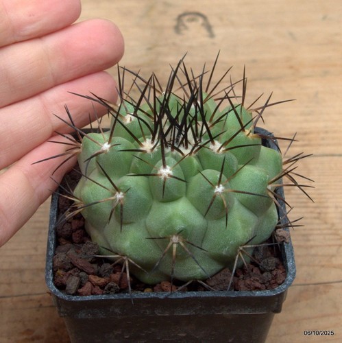 Copiapoa cinerea spine nere