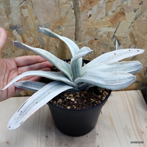 Gasteria verrucosa variegata