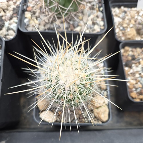 Thelocactus macdowellii cactus