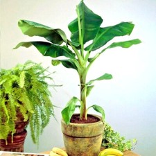 10 "DWARF" Cavendish BANANA