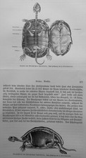 Scheletro anatomia tartaruga greca Testudo hermanni incisione su legno 1912  