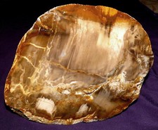 Legno Pietrificato Mirto