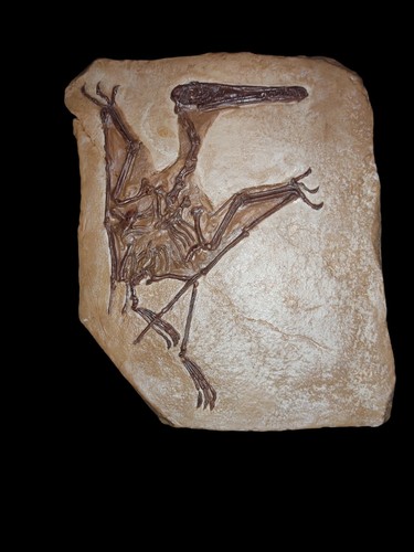 Replica fossile scheletro