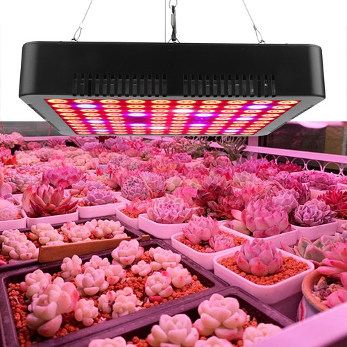 ɪ300w 100led chips lampada - 100led,