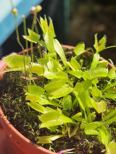 Dionaea muscipula taglia - , s