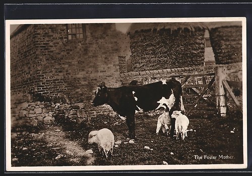 Mucca con agnelli adottati