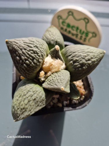 Ariocarpus - ariocarpus, –