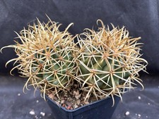 Ferocactus chrysacanthus - ferocactus,