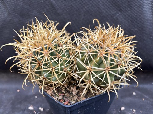Ferocactus chrysacanthus - ferocactus,