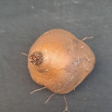 Dioscorea sylvatica caudex