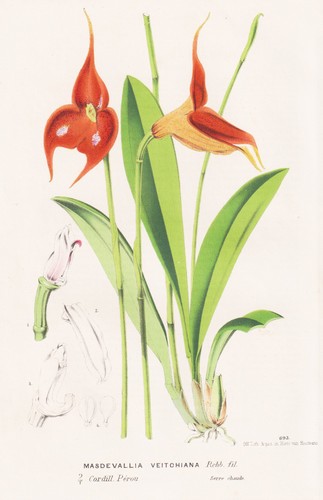 Masdevallia veitchiana perù - masdevallia,