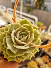 Echeveria pink laura vaso - echeveria,
