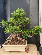 Bonsai ficus retusa - retusa, 70