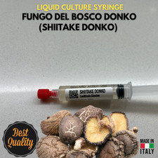 Micelio Liquido Shiitake Donko