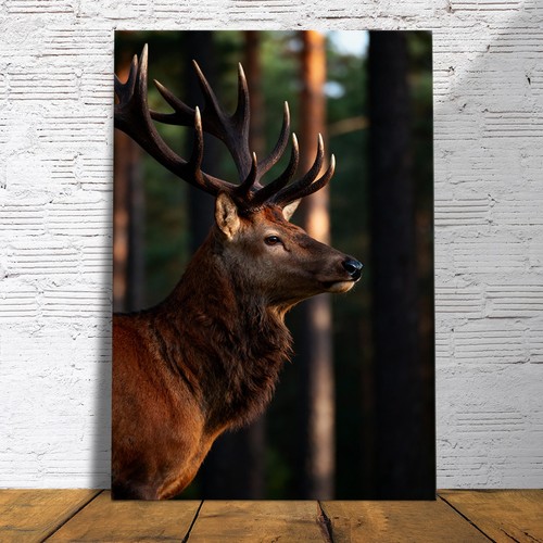 Animali cervi nel bosco - cervi,