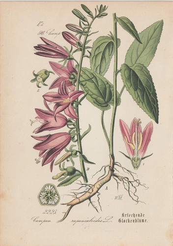 Campanula campo - campanula, di