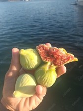 1 x Pianta di Fico "Bardacik"