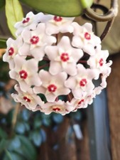 Hoya carnosa