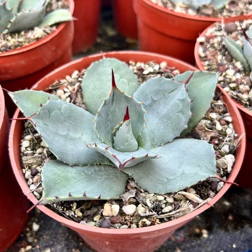 Pianta agave succulenta - di,