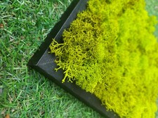 QUADRO DI MUSCHIO STABILIZZATO