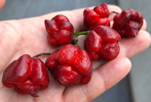 Semi peperoncino purple - 10,
