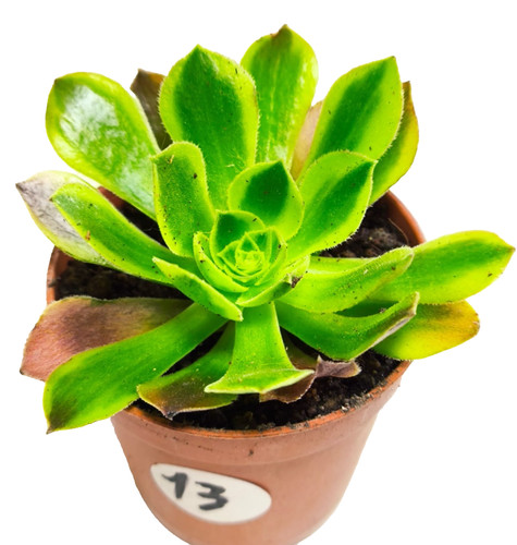 Aeonium green lemon - aeonium, vaso