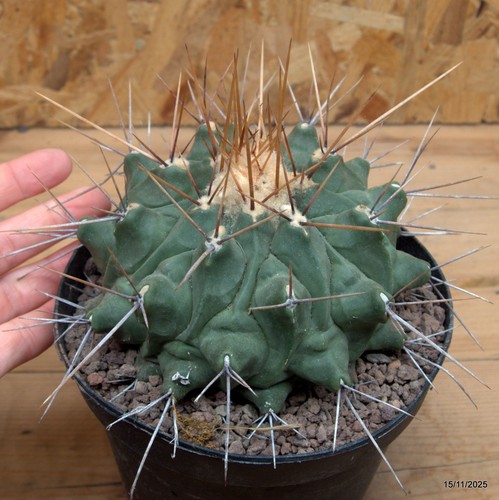 Thelocactus rinconensis vaso - rinconensis,