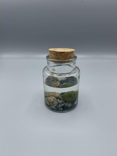 Barattolo marimo alga palla - alga,