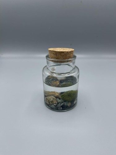 Barattolo marimo alga - marimo,, palla