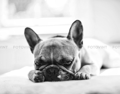Bulldog francese foto cucciolo - francese,