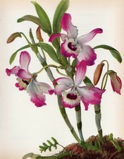 Vintage Botanical Print Orchid