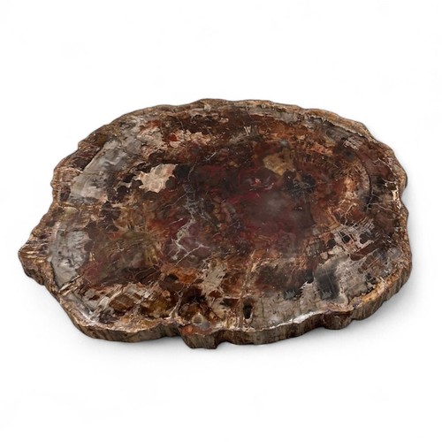 Sezione legno fossile - di,