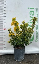 50 Piante di Evonimo V18 H